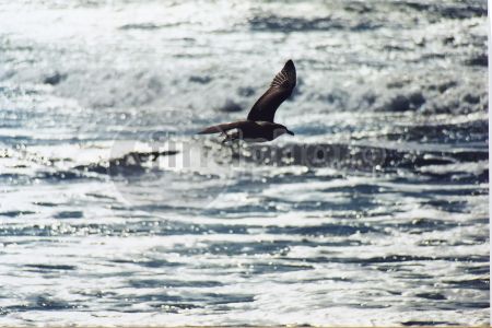 dettaglio immagine 156