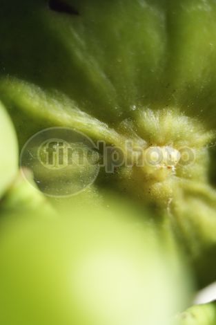 dettaglio immagine CRDS01781