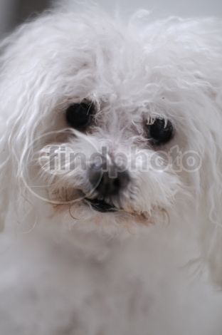 dettaglio immagine DSC_0196