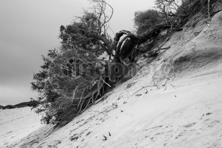 dettaglio immagine LOCR01560