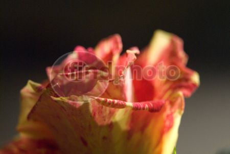 dettaglio immagine EDIR00289