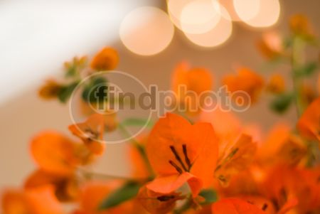 dettaglio immagine EDIR00251