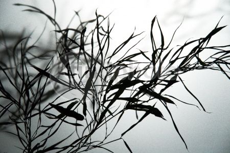 dettaglio immagine EDIR00138