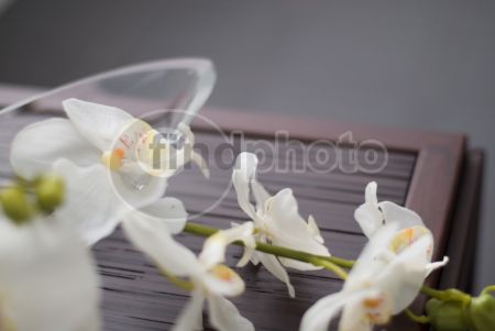 dettaglio immagine FIOR00247