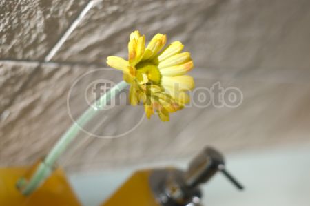 dettaglio immagine FIOR00070