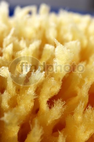 dettaglio immagine FIOS00114