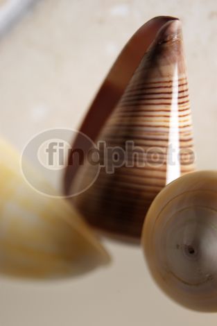 dettaglio immagine FIOS00097