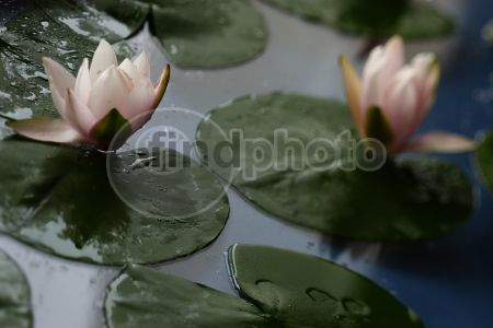 dettaglio immagine FIOS00140