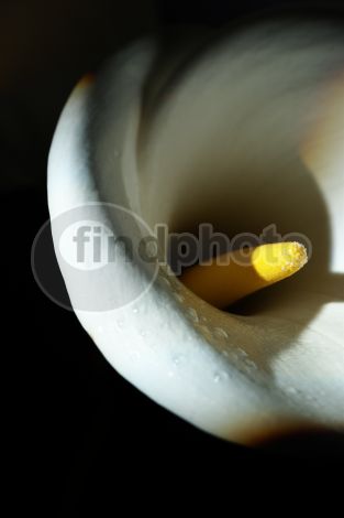 dettaglio immagine GOLS00195