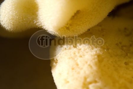 dettaglio immagine GOLR00112