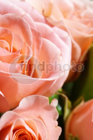 dettaglio immagine GOLS00298