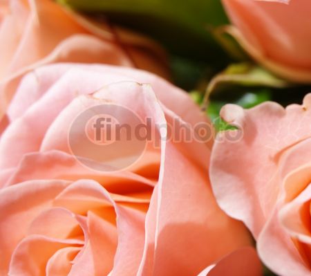 dettaglio immagine GOLS00297