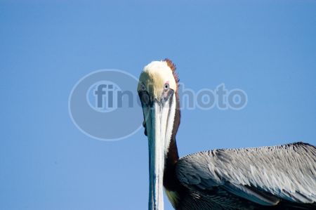 dettaglio immagine LOCR00379