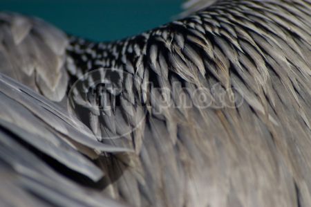 dettaglio immagine LOCR00376