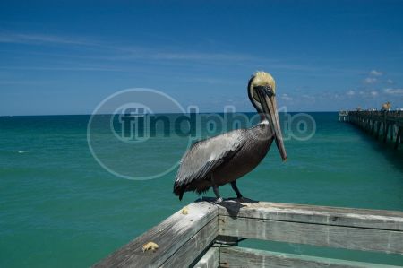 dettaglio immagine LOCR00372