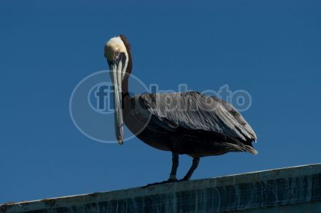 dettaglio immagine LOCR00381