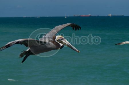 dettaglio immagine LOCR00378