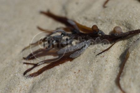 dettaglio immagine LOCR00520