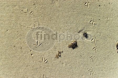 dettaglio immagine LOCR00534