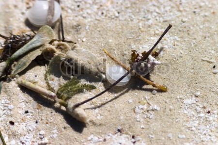 dettaglio immagine LOCR00522