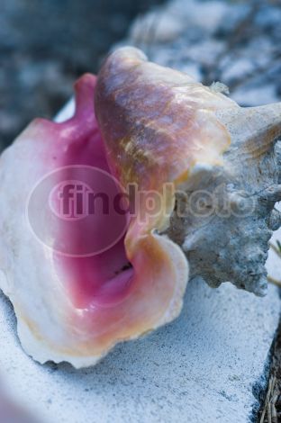 dettaglio immagine LOCR00762