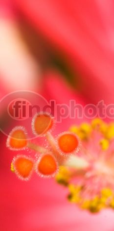 dettaglio immagine LOCR00776