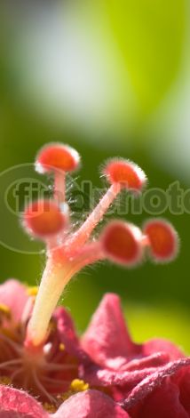 dettaglio immagine LOCR00773