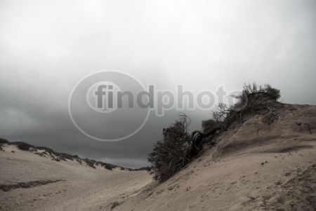 dettaglio immagine LOCR01559