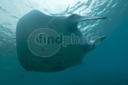 dettaglio immagine manta_ray