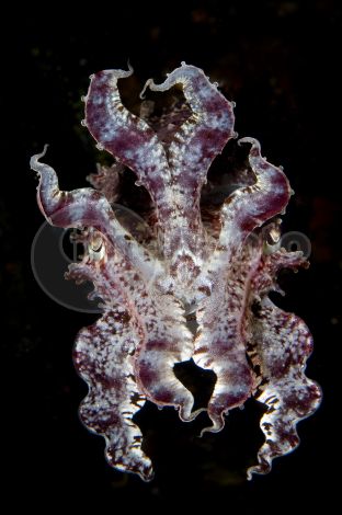 dettaglio immagine cuttlefish