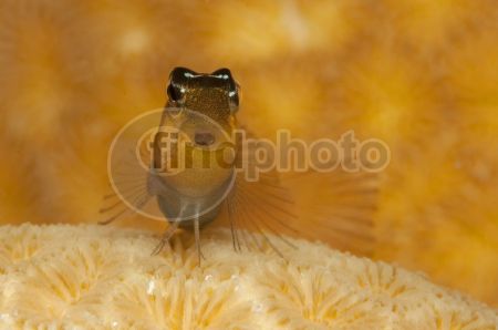dettaglio immagine blenny