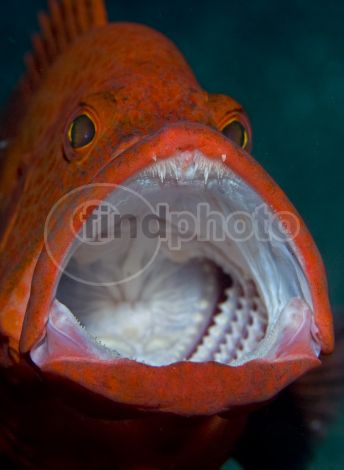 dettaglio immagine grouper