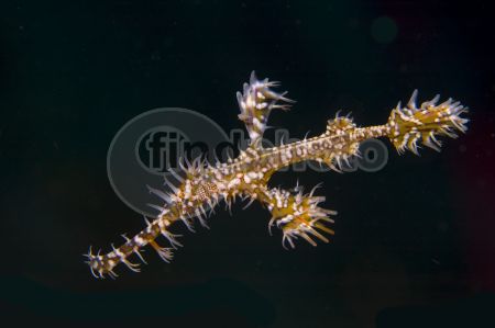dettaglio immagine ghost_pipefish