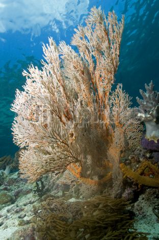 dettaglio immagine gorgonian1