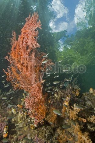 dettaglio immagine passage140606075