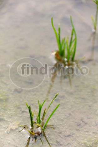 dettaglio immagine DSC_2286