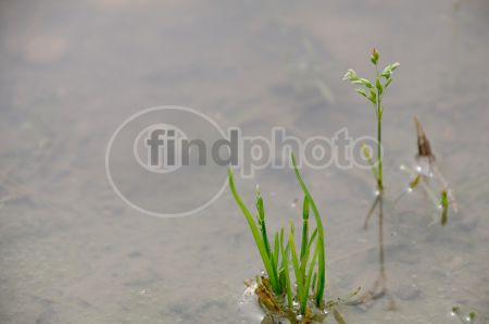 dettaglio immagine DSC_2285