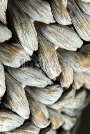 dettaglio immagine DSC_9107