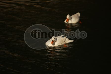 dettaglio immagine IMG_3976