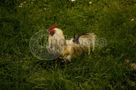 dettaglio immagine IMG_4015_mod