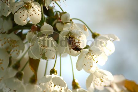 dettaglio immagine IMG_4261_mod