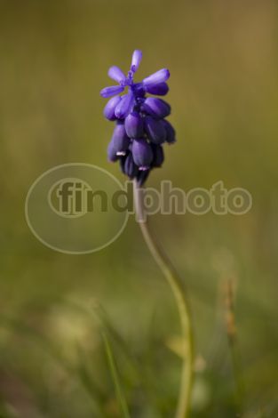 dettaglio immagine IMG_4273_mod