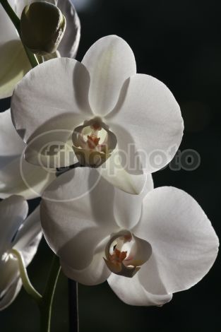 dettaglio immagine IMG_4641_2