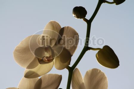 dettaglio immagine IMG_4633