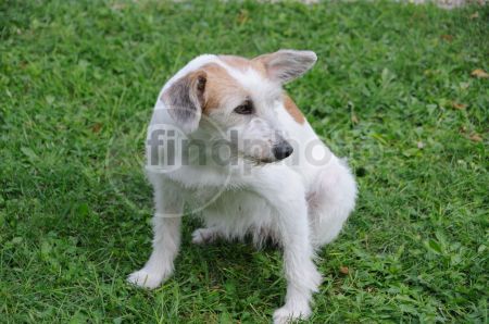 dettaglio immagine DSC_4718