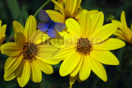 dettaglio immagine IMGP6735