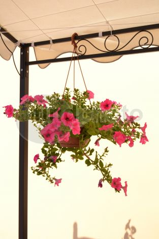 dettaglio immagine DSC_0430