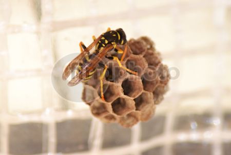 dettaglio immagine DSC_0451b