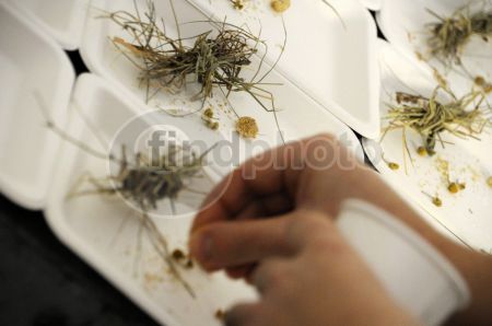 dettaglio immagine DSC_6453