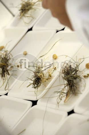 dettaglio immagine DSC_6455